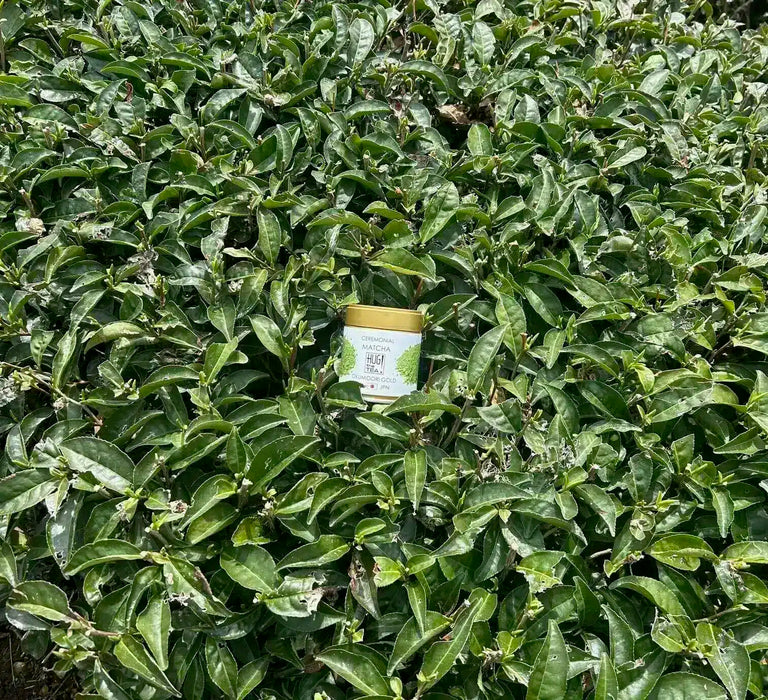 Matcha Uji biologique Okumidori Gold – 30 g